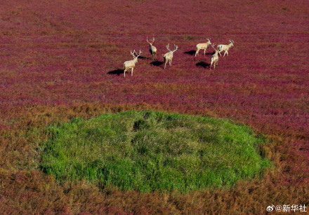 江苏东台:无人机视角看湿地红毯美如油画 江苏东台:无人机视角看湿地红毯美如油画