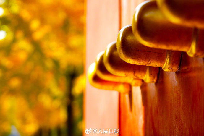 银杏把深秋滤镜拉满了