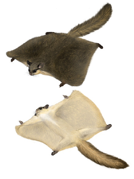 科研人员在西藏发现2种罕见飞松鼠