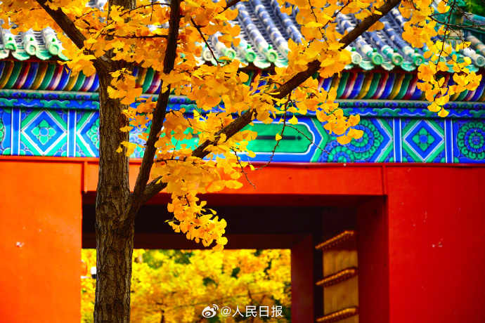 银杏把深秋滤镜拉满了