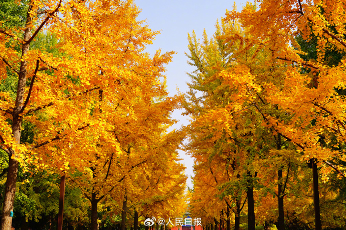 银杏把深秋滤镜拉满了
