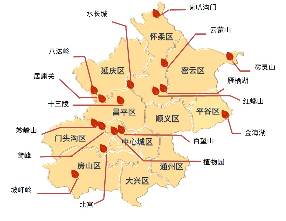 赏红叶、看银杏！这个周末北京去哪儿踏秋？彩叶观赏期预报来了！