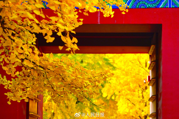 银杏把深秋滤镜拉满了