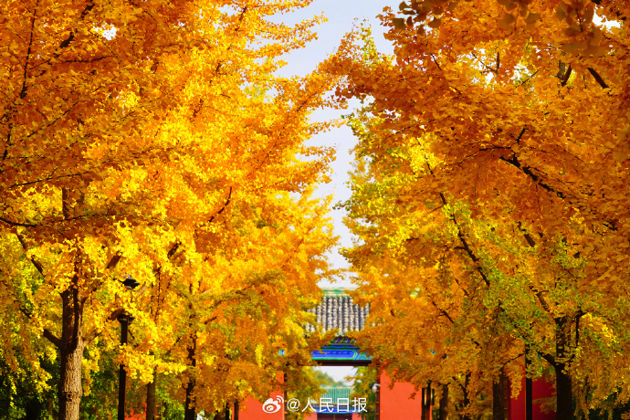 银杏把深秋滤镜拉满了