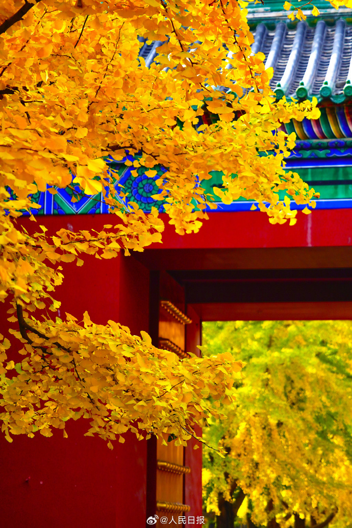 银杏把深秋滤镜拉满了