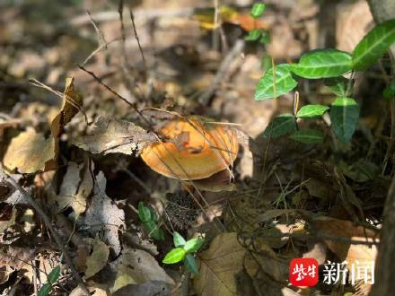 南京人沉浸式解锁捡菌子,季节限定菌子九月香上线 南京人沉浸式解锁捡菌子,季节限定菌子九月香上线