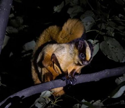 科研人员在西藏发现2种罕见飞松鼠