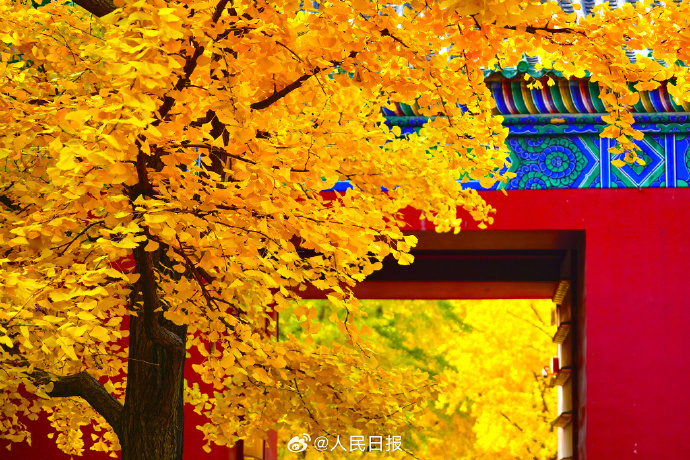 银杏把深秋滤镜拉满了