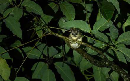 科研人员在西藏发现2种罕见飞松鼠