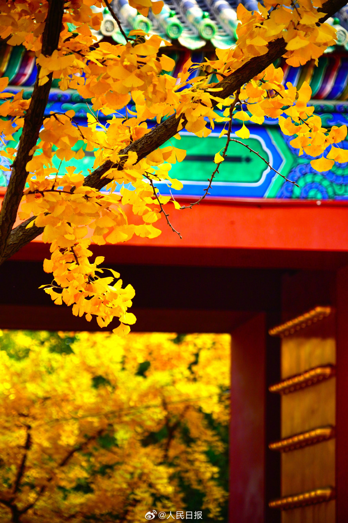 银杏把深秋滤镜拉满了