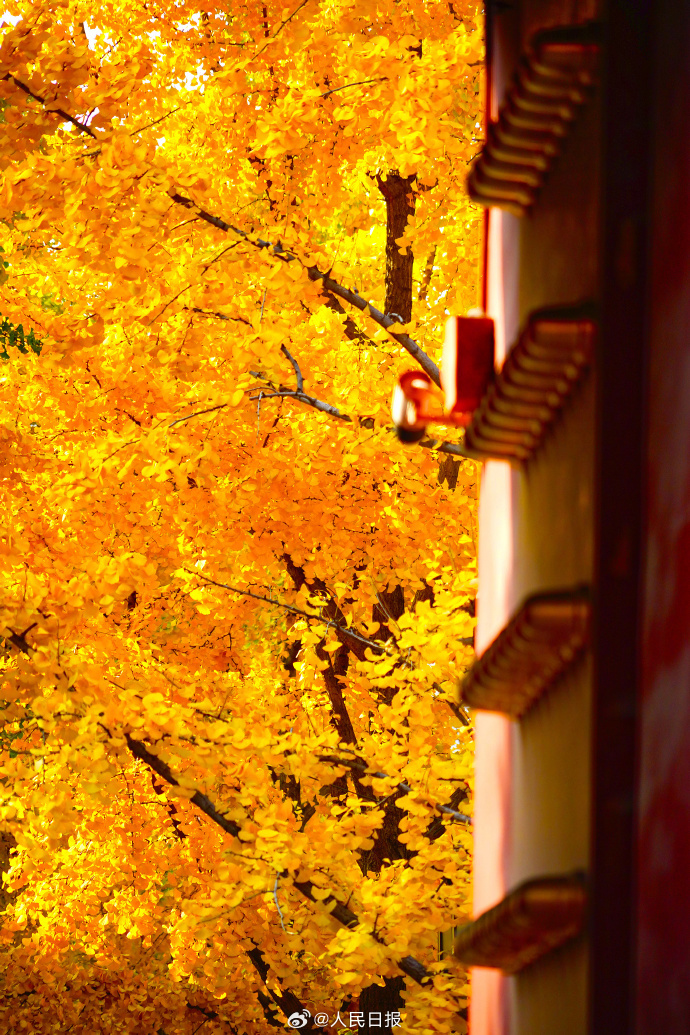 银杏把深秋滤镜拉满了
