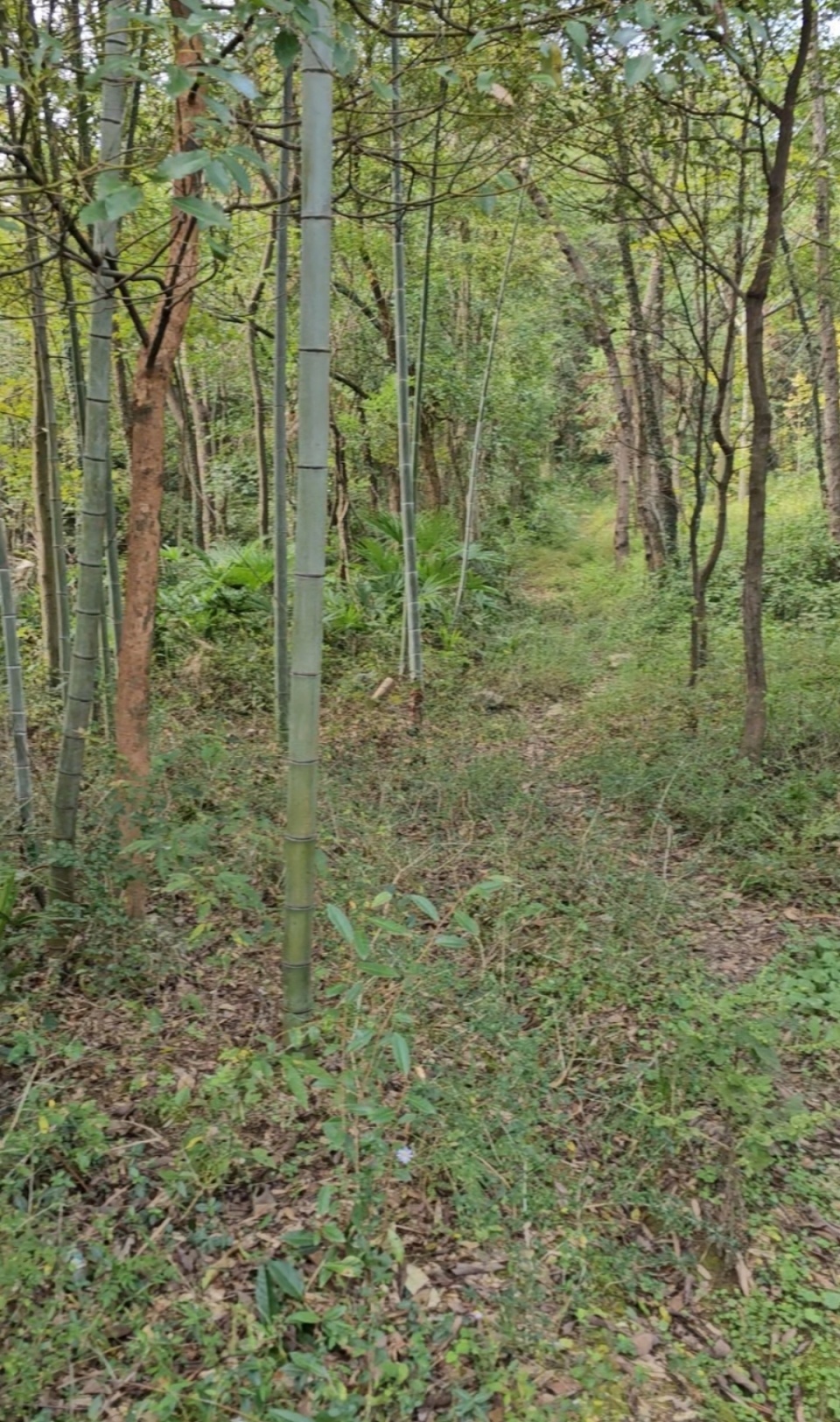 湖南邵阳女子为弟追凶24年,曾在山头蹲守嫌犯行踪,记者实地探访 湖南邵阳女子为弟追凶24年,曾在山头蹲守嫌犯行踪,记者实地探访