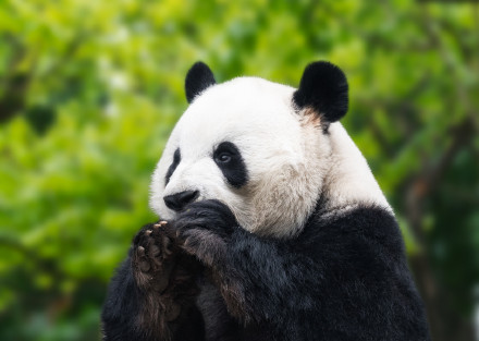 萌兰喜提改善型豪宅 萌兰喜提改善型豪宅