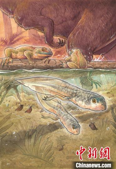 国际最新研究发现1.61亿年前蝌蚪化石 已知最古老或助蛙蟾演化研究 国际最新研究发现1.61亿年前蝌蚪化石 已知最古老或助蛙蟾演化研究