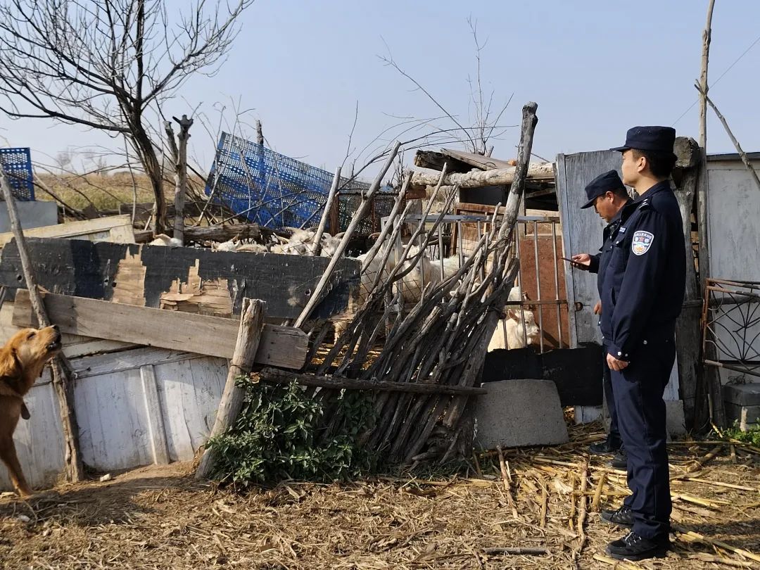 21只羊走失10天，找到了！