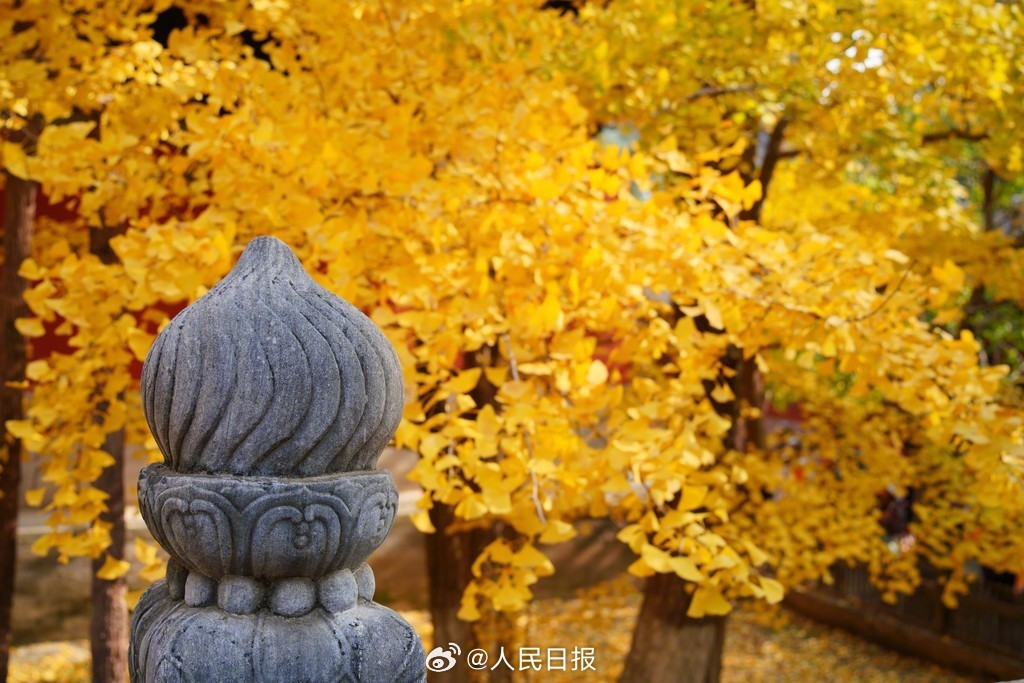 当古建遇上银杏黄叶有多美