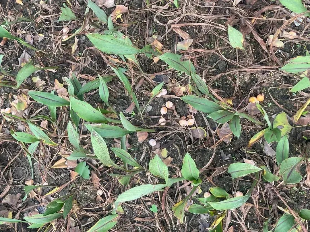 不要捡！不要吃！有杭州阿姨急送ICU，近期正大量出现