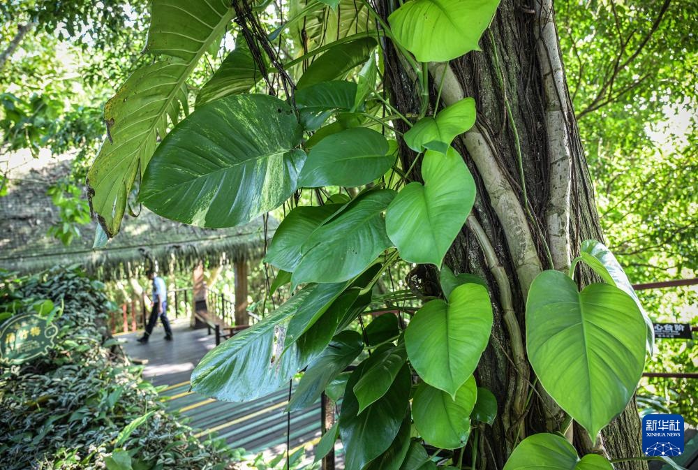 海南保亭：探秘热带雨林奇观