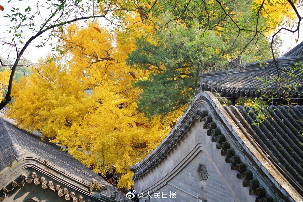当古建遇上银杏黄叶有多美