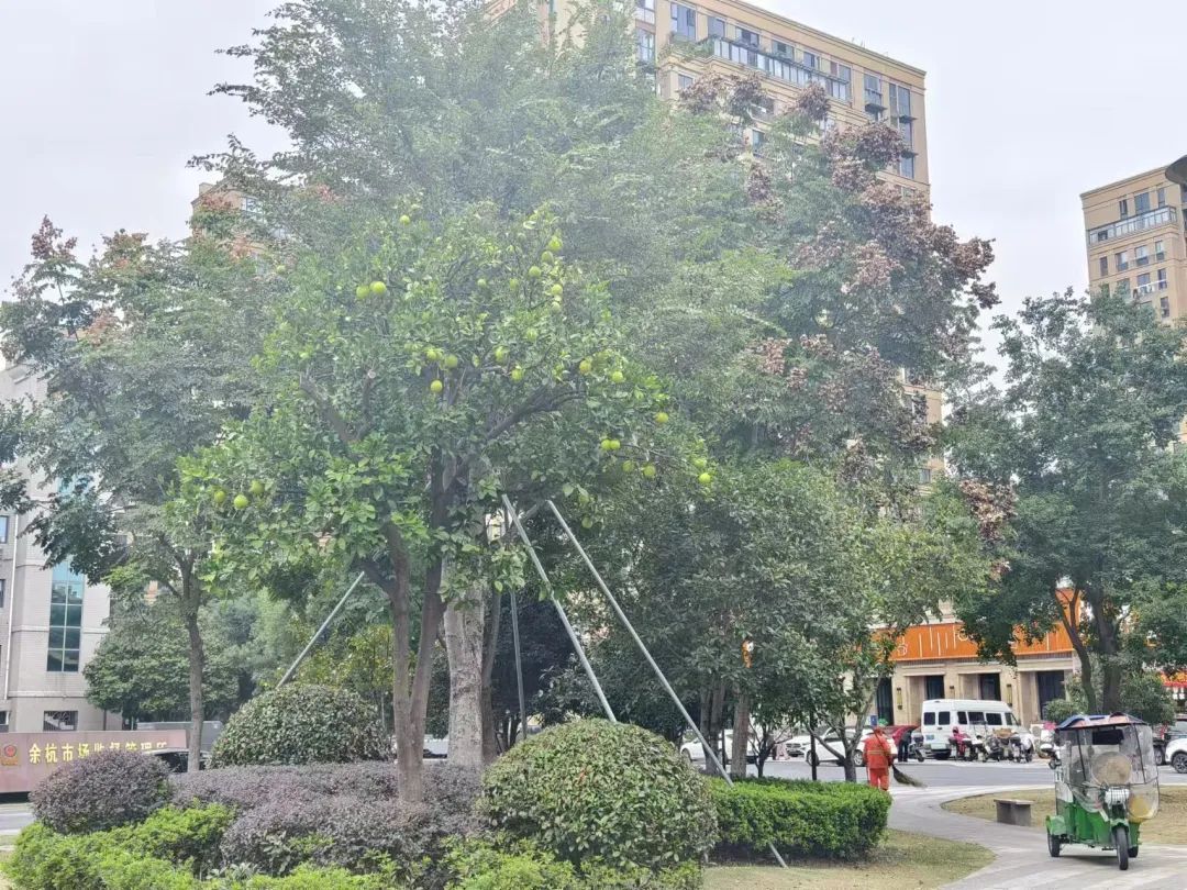 不要捡！不要吃！有杭州阿姨急送ICU，近期正大量出现