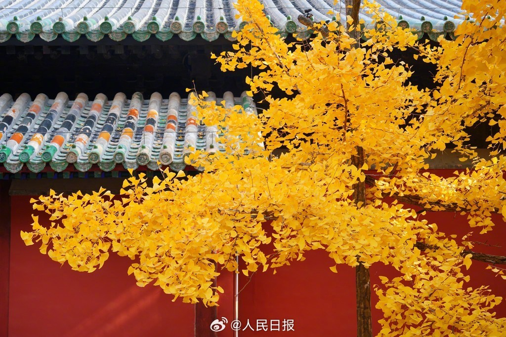 当古建遇上银杏黄叶有多美