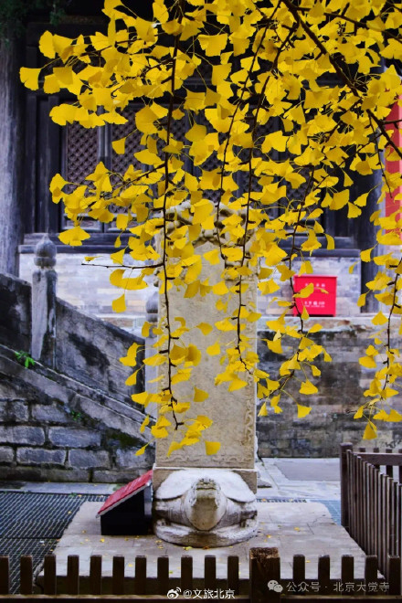 叶黄成“瀑”！京城古寺千年银杏迎最佳观赏期