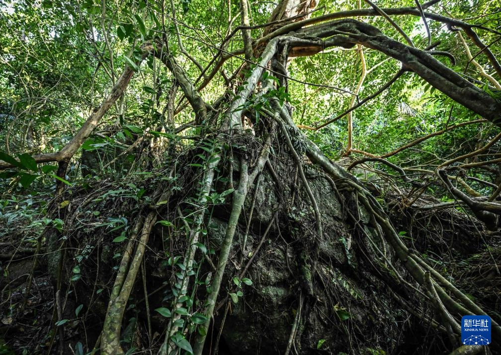 海南保亭：探秘热带雨林奇观
