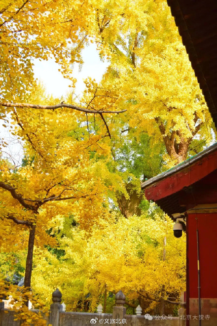 叶黄成“瀑”！京城古寺千年银杏迎最佳观赏期