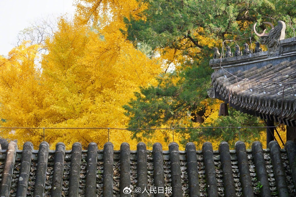 当古建遇上银杏黄叶有多美