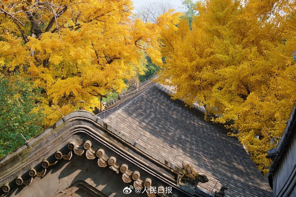 当古建遇上银杏黄叶有多美