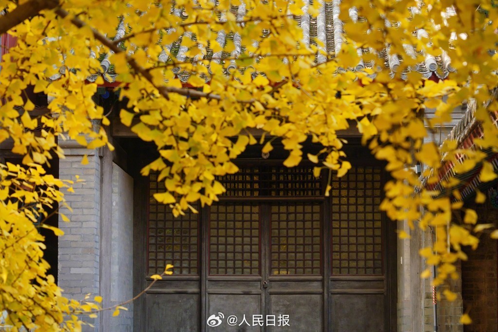 当古建遇上银杏黄叶有多美