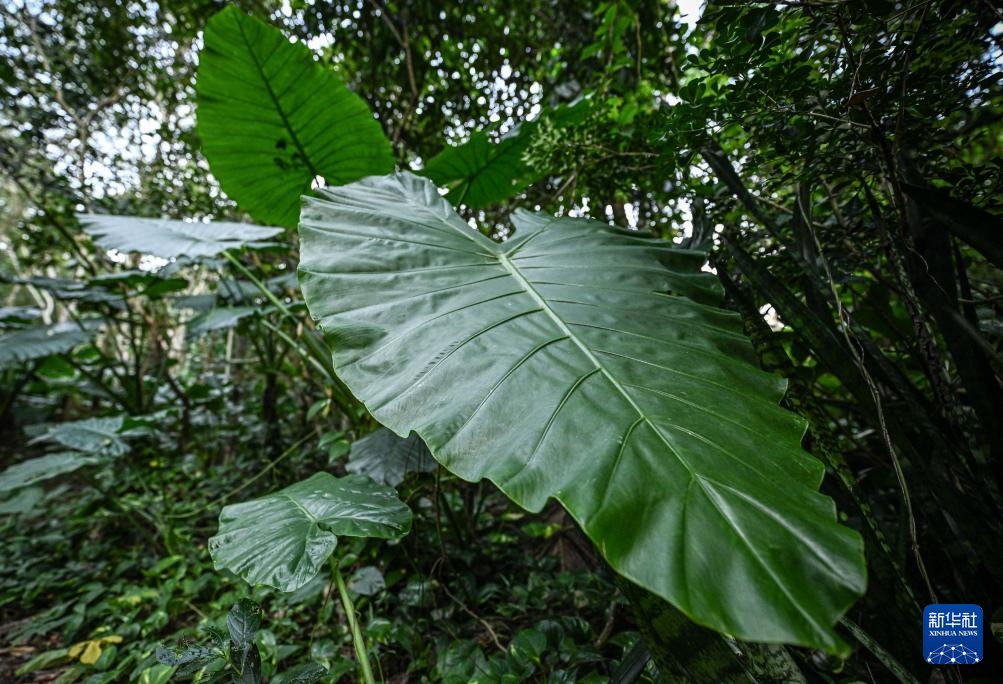 海南保亭：探秘热带雨林奇观