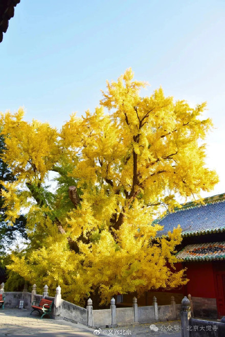 叶黄成“瀑”！京城古寺千年银杏迎最佳观赏期