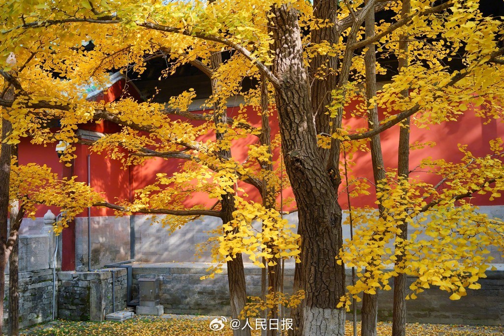 当古建遇上银杏黄叶有多美