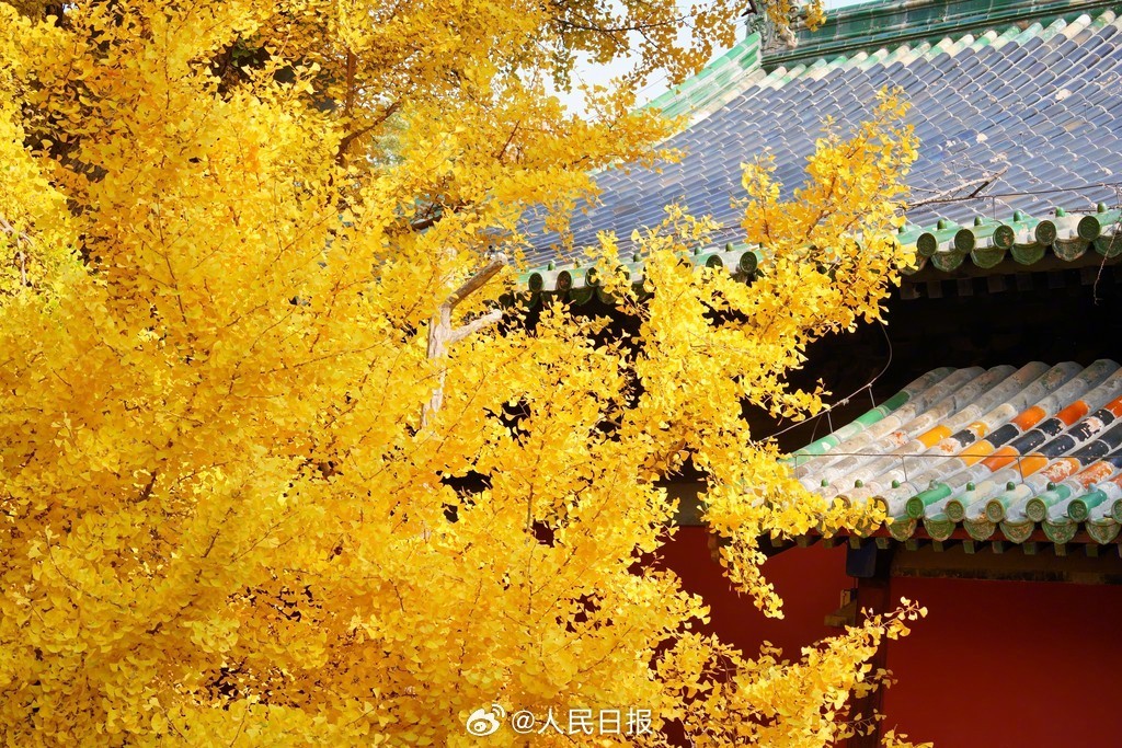 当古建遇上银杏黄叶有多美