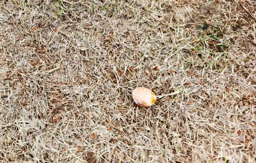 不要捡！不要吃！有杭州阿姨急送ICU，近期正大量出现