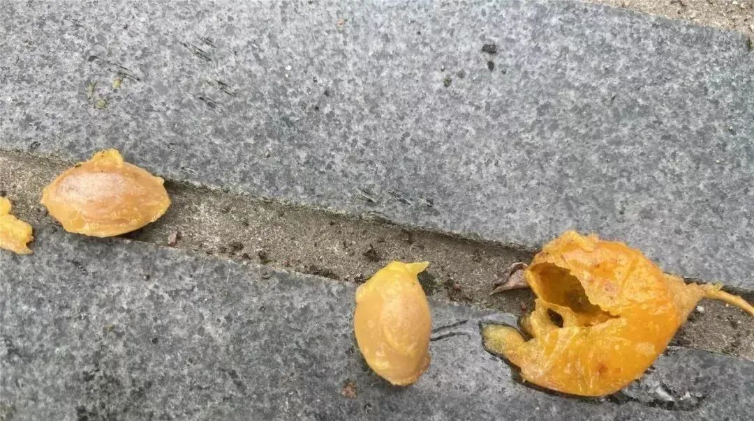 不要捡！不要吃！有杭州阿姨急送ICU，近期正大量出现