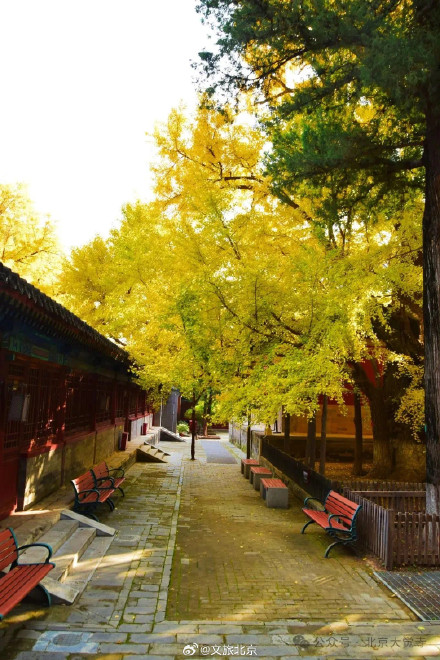 叶黄成“瀑”！京城古寺千年银杏迎最佳观赏期