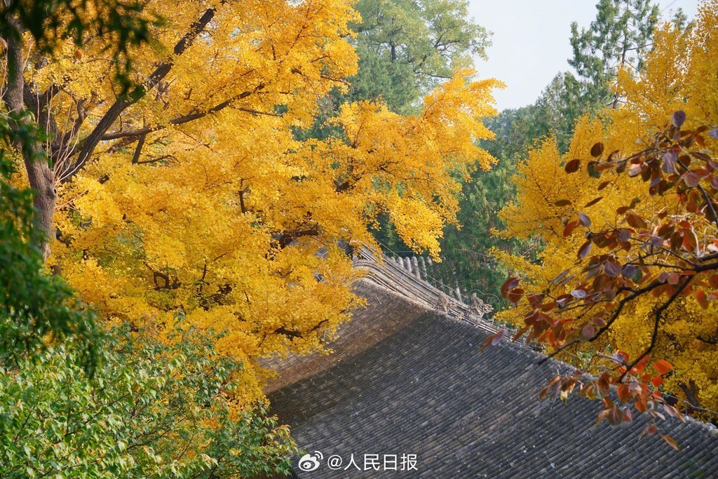 当古建遇上银杏黄叶有多美