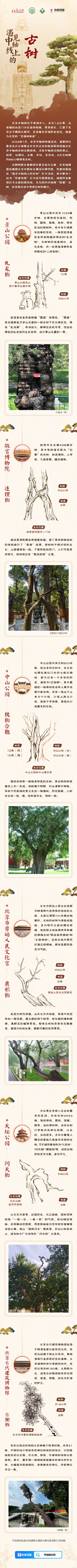 2024北京赏秋指南:打卡中轴线上的“明星”古树 2024北京赏秋指南:打卡中轴线上的“明星”古树