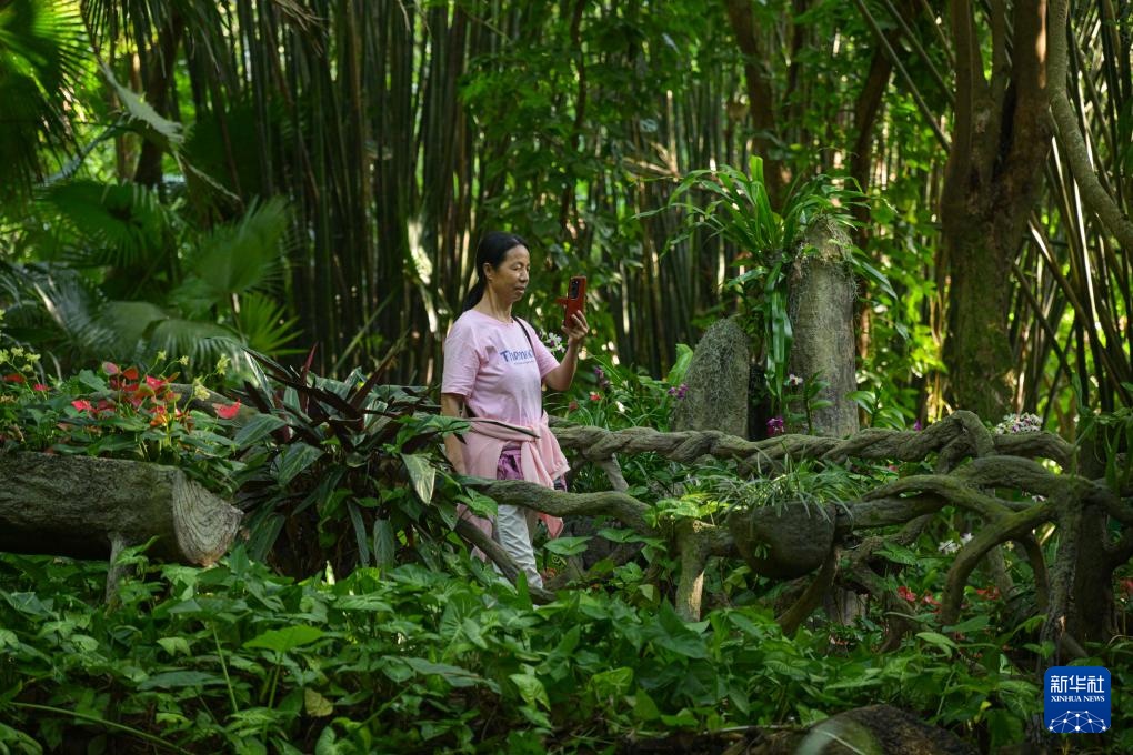 海南保亭：探秘热带雨林奇观