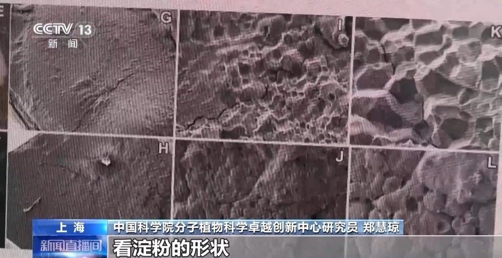 天上的水稻吃起来更甜？一起了解“太空水稻”和普通水稻的不同点