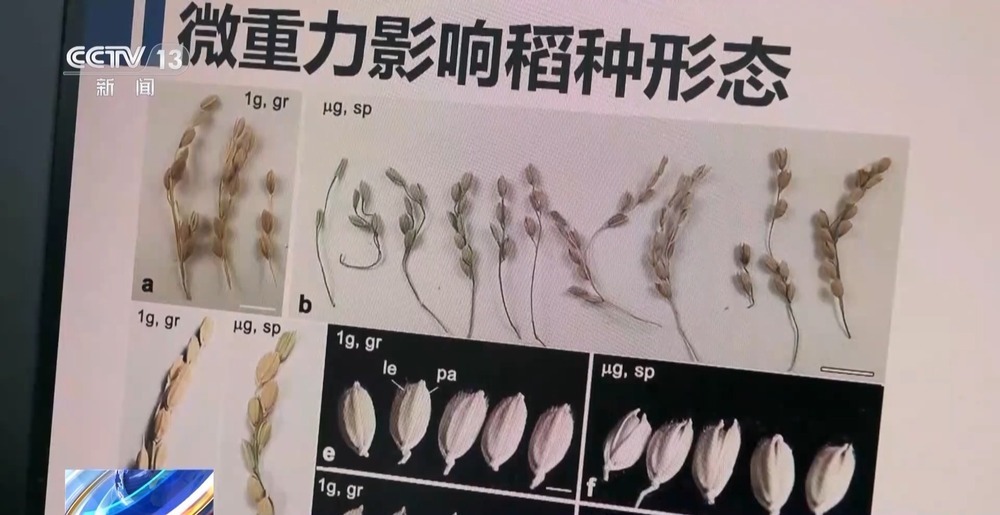 天上的水稻吃起来更甜？一起了解“太空水稻”和普通水稻的不同点