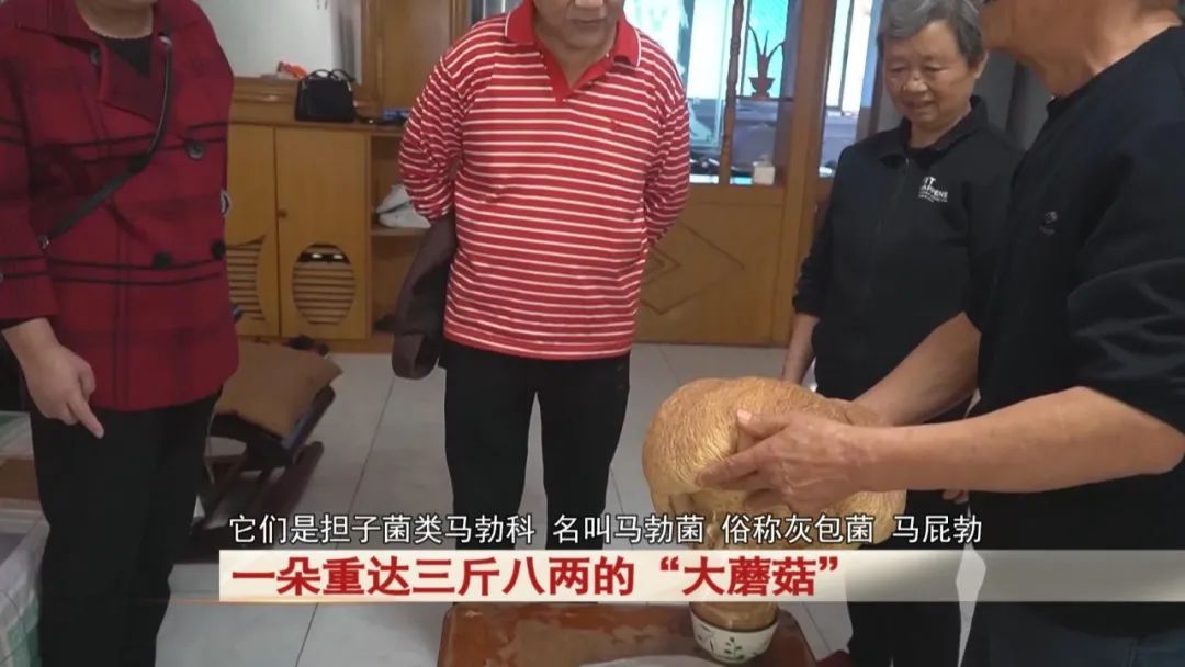 居民运动时捡到一朵重达三斤八两的“大蘑菇”!“活了七八十岁没见过” 居民运动时捡到一朵重达三斤八两的“大蘑菇”!“活了七八十岁没见过”