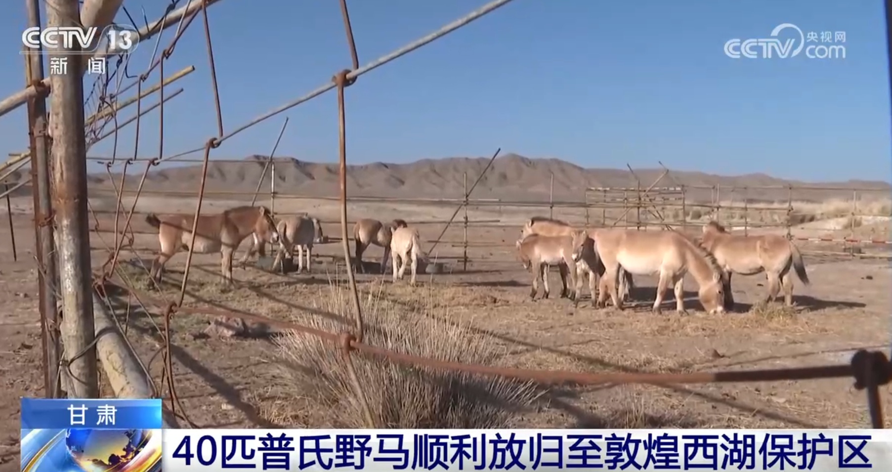 顺利放归、稳定生活 我国逐步恢复和重建普氏野马野生种群“结硕果”