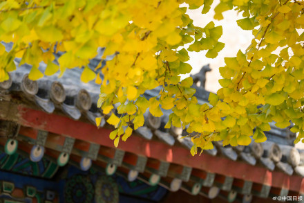 秋日故宫的色彩美学堪称一绝