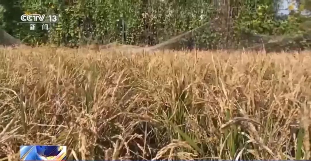 第三代“太空水稻”熟了,味道如何? 第三代“太空水稻”熟了,味道如何?