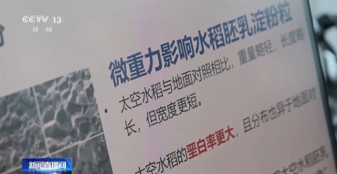 第三代“太空水稻”熟了,味道如何? 第三代“太空水稻”熟了,味道如何?