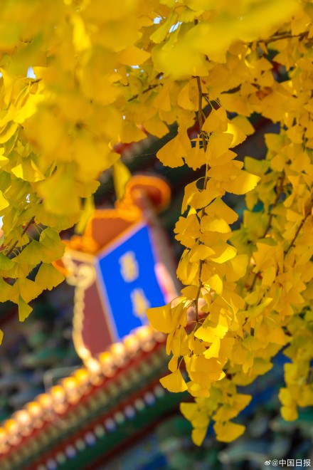 秋日故宫的色彩美学堪称一绝