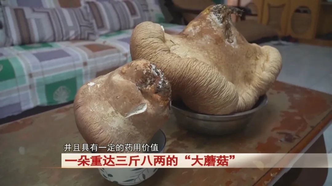 居民运动时捡到一朵重达三斤八两的“大蘑菇”!“活了七八十岁没见过” 居民运动时捡到一朵重达三斤八两的“大蘑菇”!“活了七八十岁没见过”